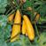 进口香蕉西葫芦种子水果型能生吃黄色西葫芦种籽春季四季蔬菜