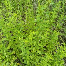 牛至野生荆芥整棵青绿色新货自然晒干无硫熏批发24年新货