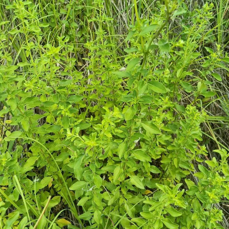 牛至野生荆芥整棵青绿色新货自然晒干无硫熏批发25年新货