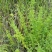 牛至野生荆芥整棵青绿色新货自然晒干无硫熏批发25年新货