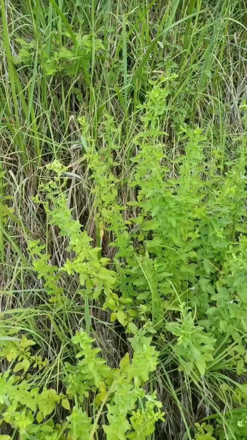 牛至野生荆芥整棵青绿色新货自然晒干无硫熏批发25年新货