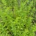 牛至野生荆芥整棵青绿色新货自然晒干无硫熏批发25年新货