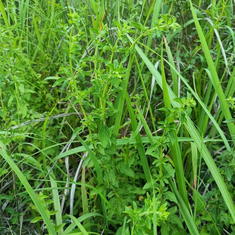 牛至野生荆芥整棵青绿色新货自然晒干无硫熏批发25年新货