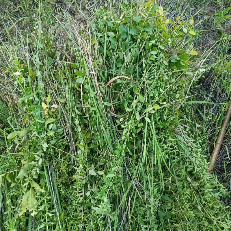 牛至野生荆芥整棵青绿色新货自然晒干无硫熏批发25年新货