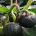 高产日本板栗南瓜种孑迷你绿贝贝小南瓜种子小南瓜四季蔬菜