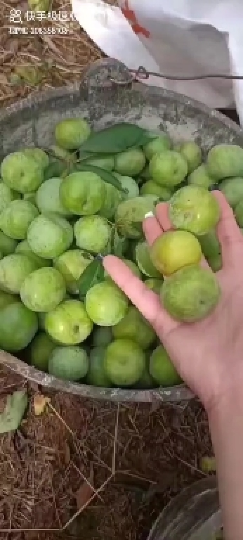 宜宾江安大白李