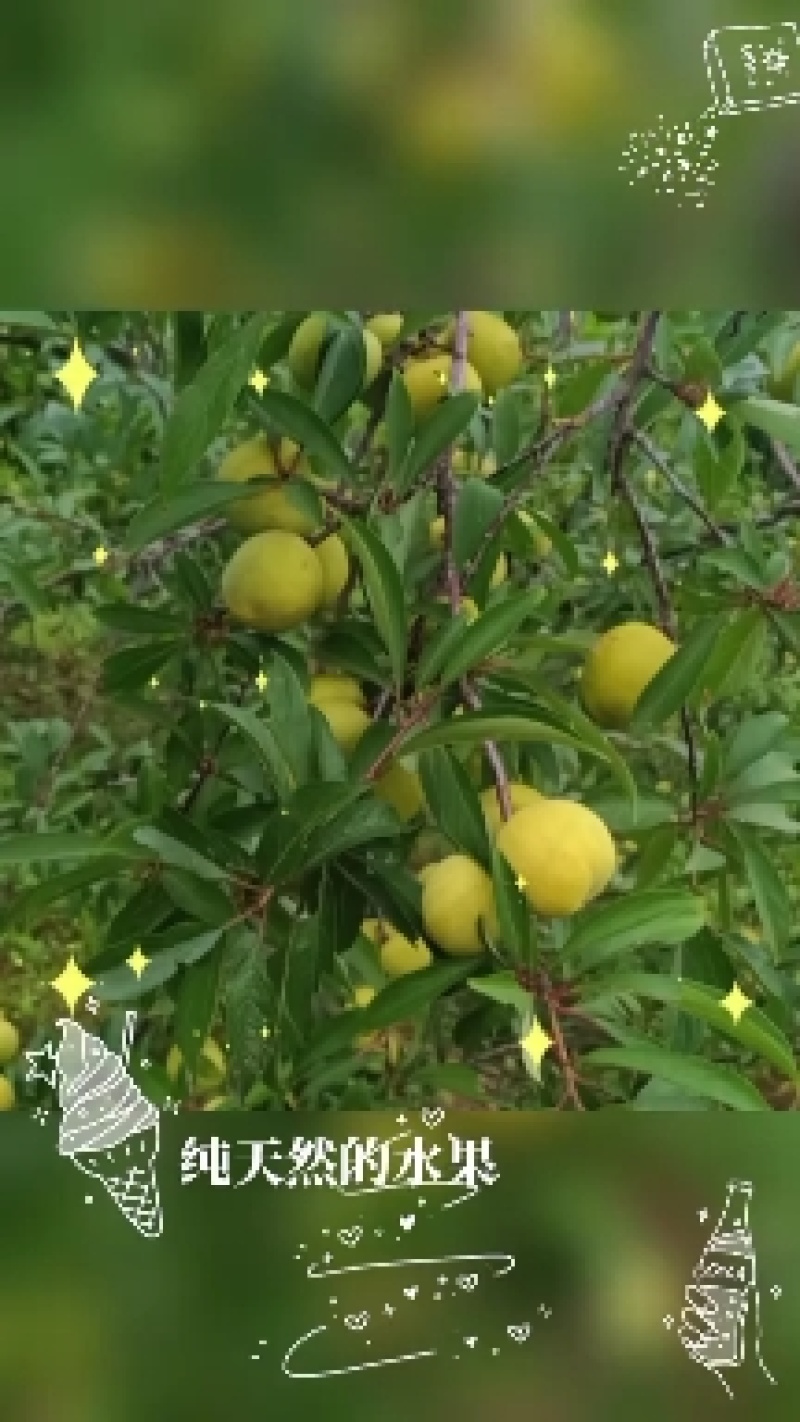 宜宾江安大白李