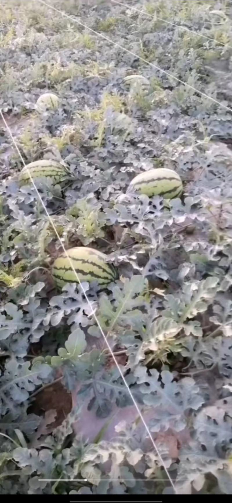 宁夏精品西瓜，，个头大，，口感好，，，脆瓤，，皮薄！！