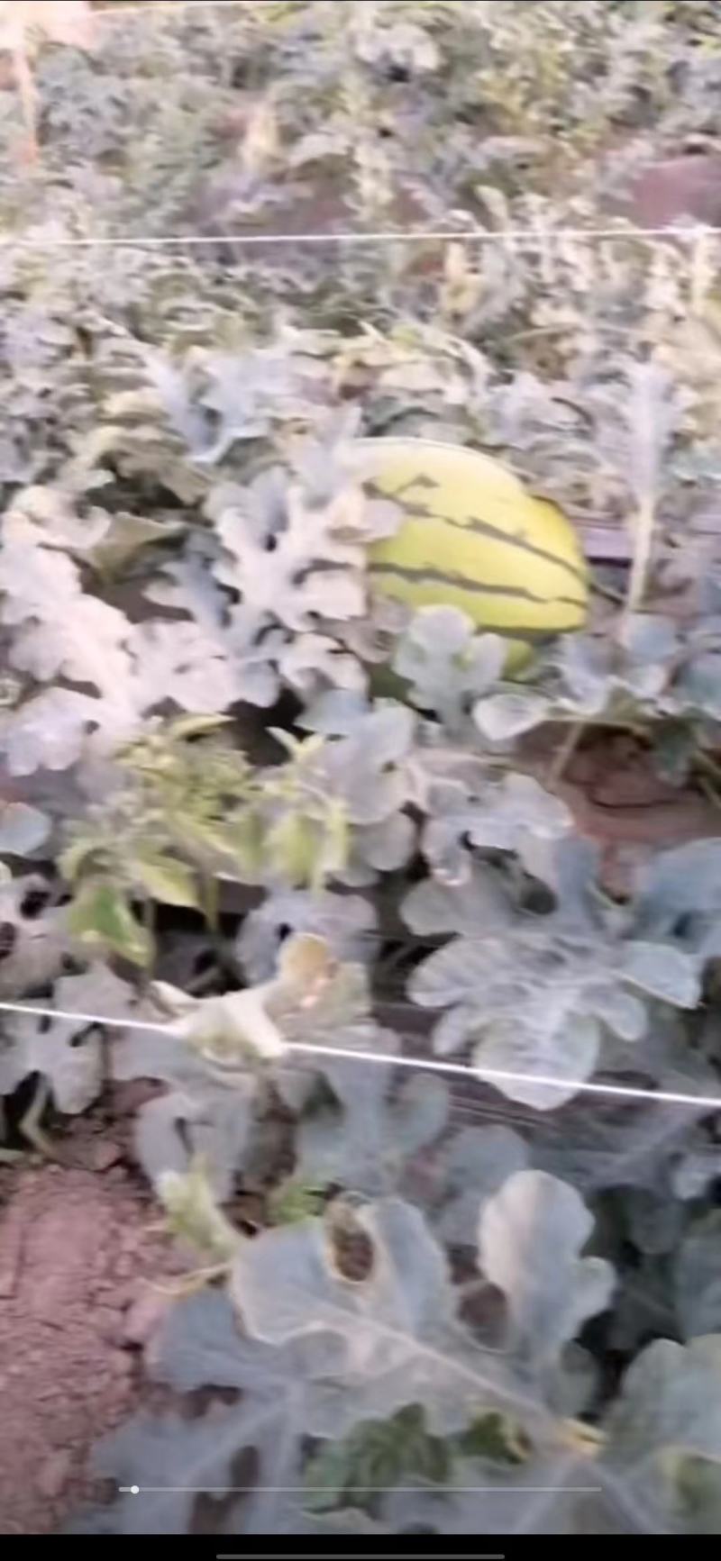 宁夏精品西瓜，，个头大，，口感好，，，脆瓤，，皮薄！！