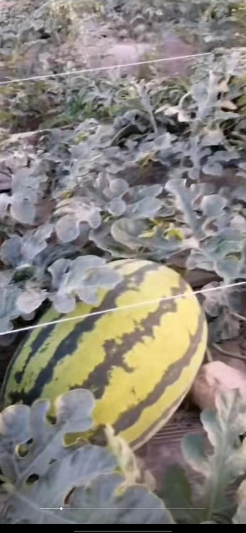 宁夏精品西瓜，，个头大，，口感好，，，脆瓤，，皮薄！！