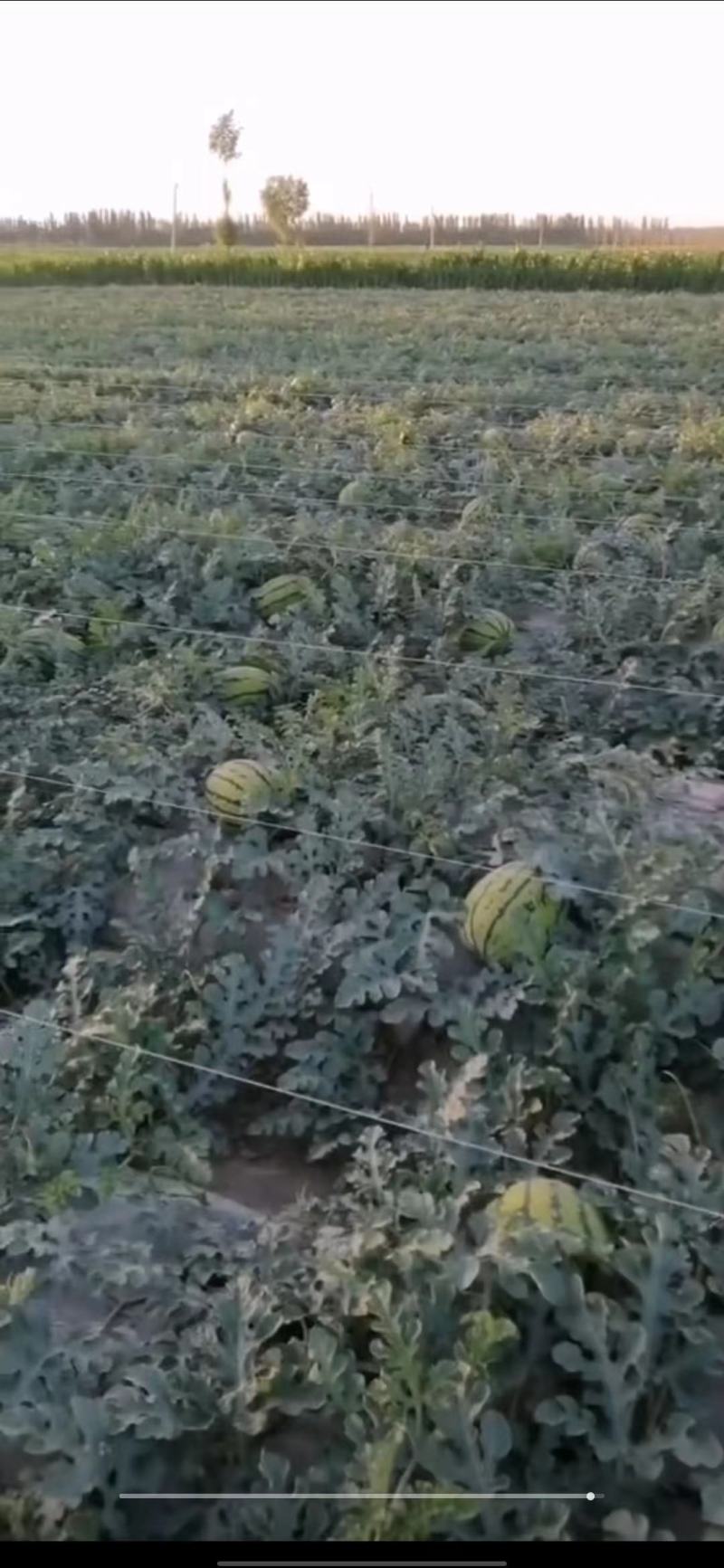 宁夏精品西瓜，，个头大，，口感好，，，脆瓤，，皮薄！！