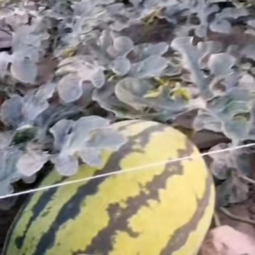 宁夏精品西瓜，，个头大，，口感好，，，脆瓤，，皮薄！！