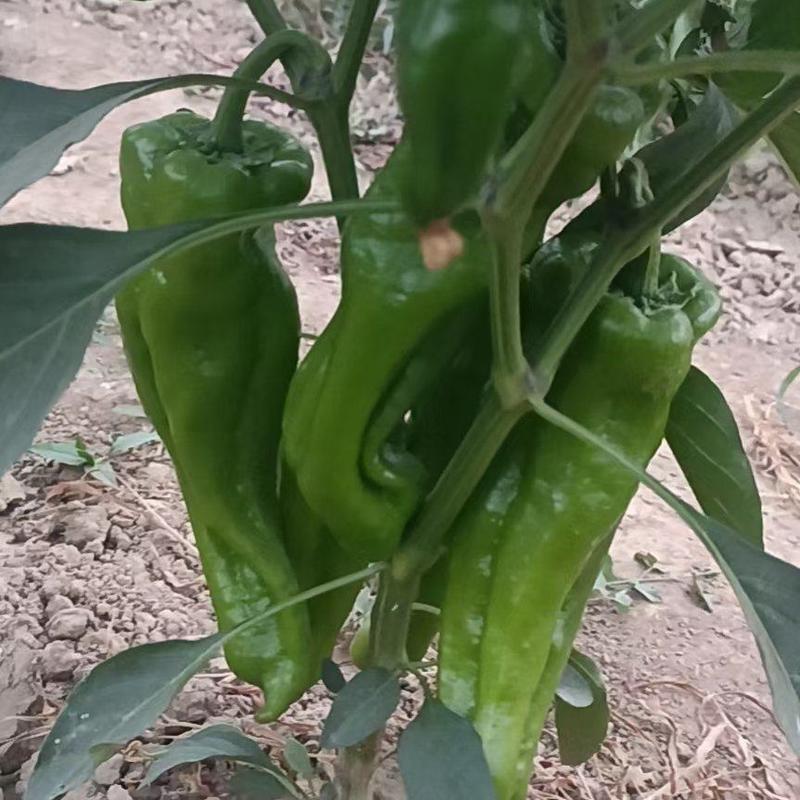 河南商丘市辣椒种植基地，精品菜椒上市中，量大质优。