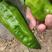 河南商丘市辣椒种植基地，精品菜椒上市中，量大质优。