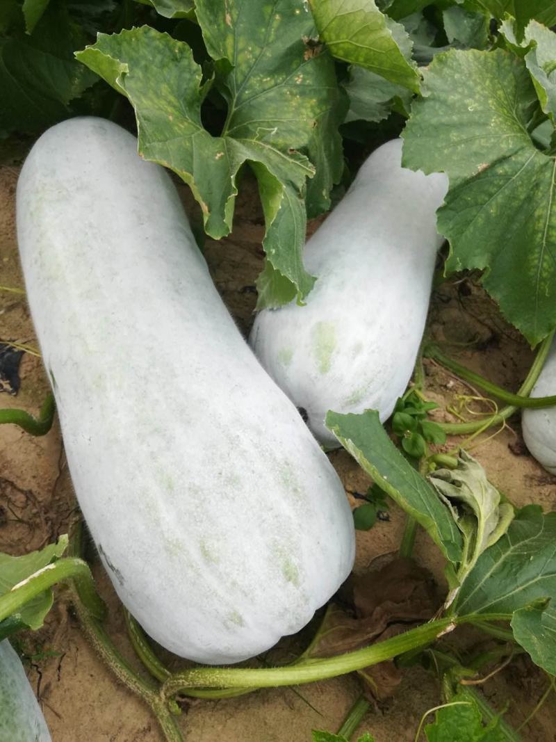 粉皮冬瓜种子特大冬瓜子好吃肉厚白皮大东瓜农家庭院蔬菜种子