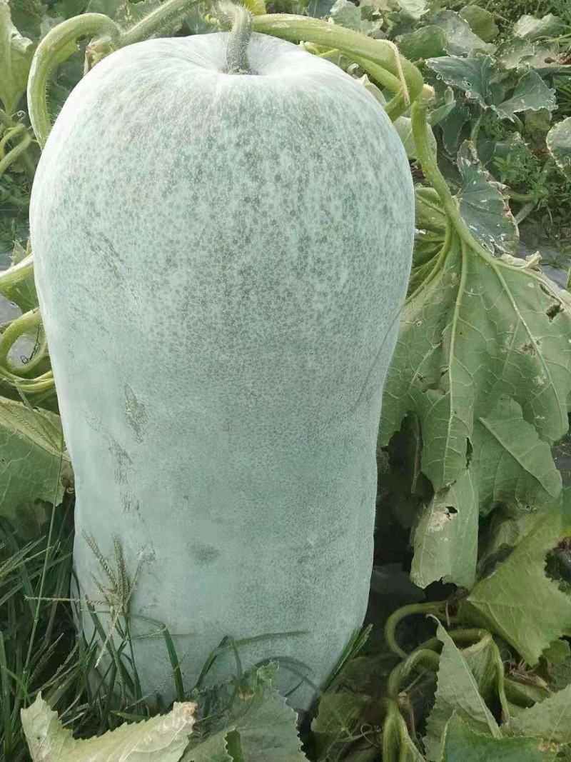粉皮冬瓜种子特大冬瓜子好吃肉厚白皮大东瓜农家庭院蔬菜种子