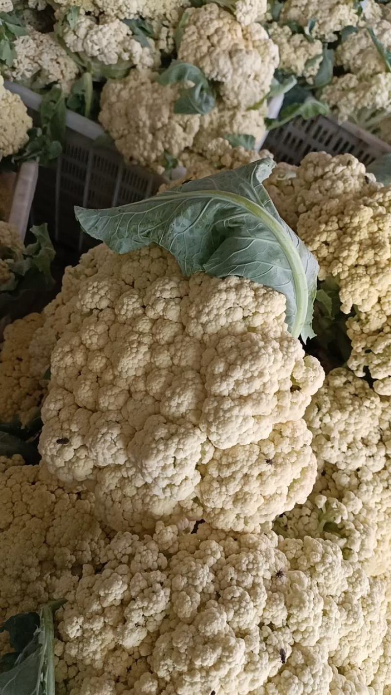 山东有机花大量供应菜花价格便宜了青梗白面质量好
