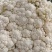 山东有机花大量供应菜花价格便宜了青梗白面质量好
