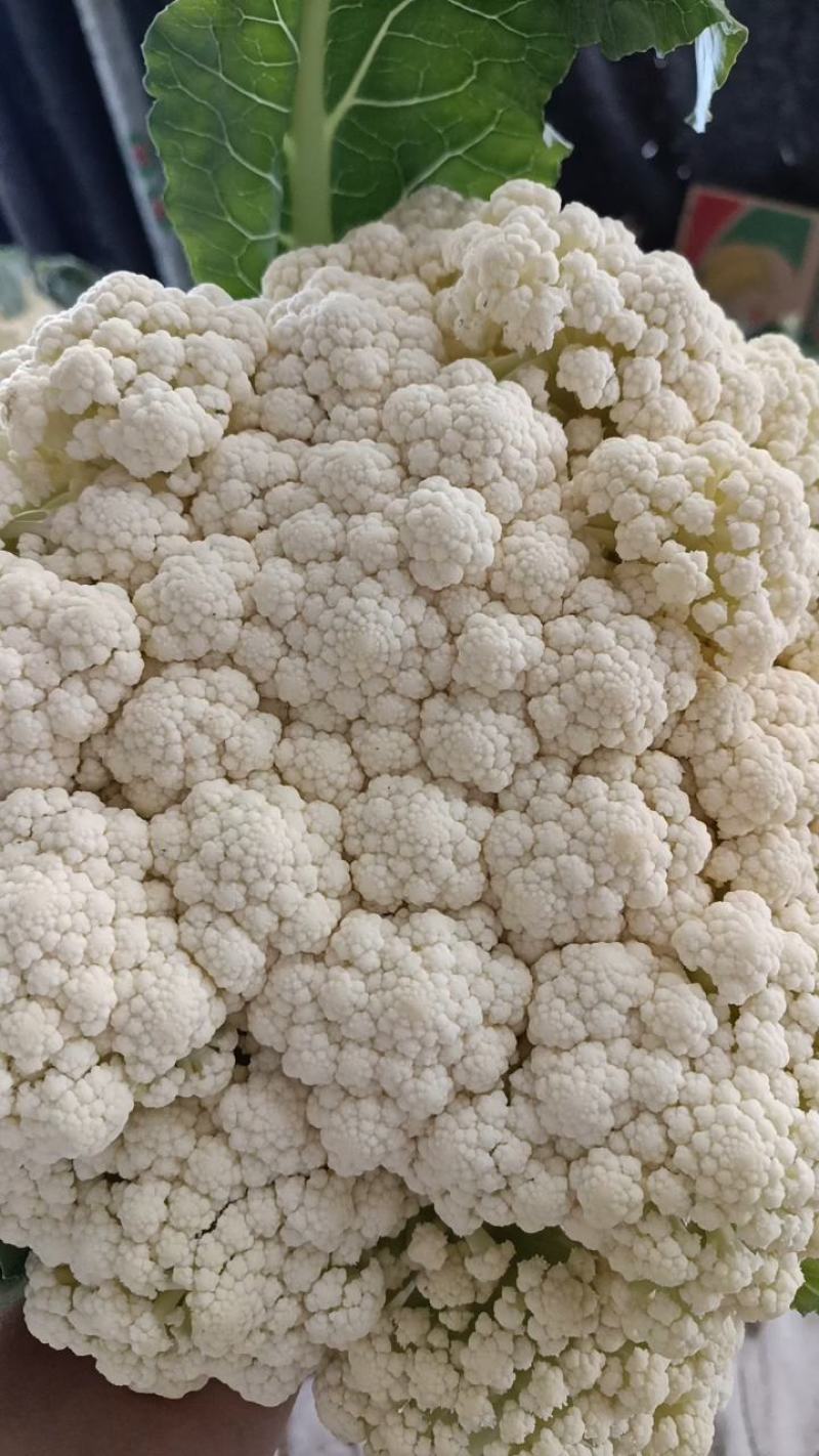 山东有机花大量供应菜花价格便宜了青梗白面质量好