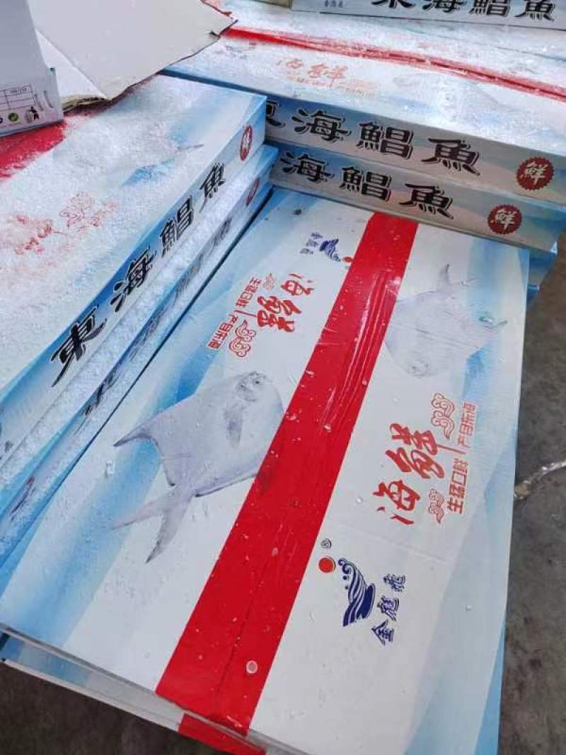 东海白鲳鱼银鲳鱼实力厂家一手货源大型批发商采购更优惠