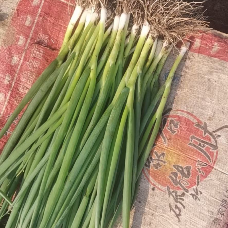 小葱