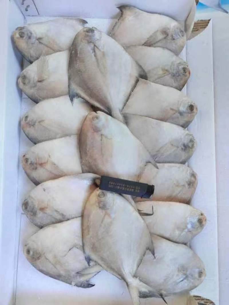 东海白鲳鱼银鲳鱼实力厂家一手货源大型批发商采购更优惠
