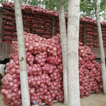 洋葱二红洋葱河南濮阳基地直发代发全国质量保证