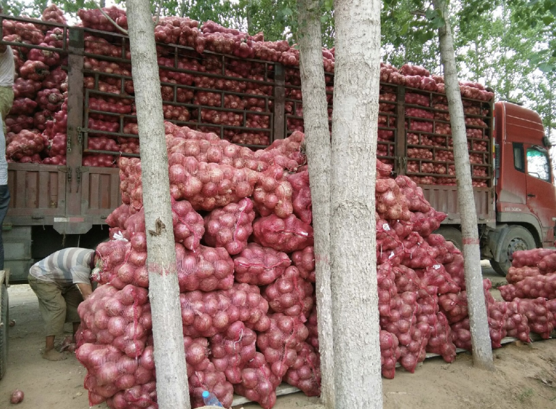 洋葱二红洋葱河南濮阳基地直发代发全国质量保证