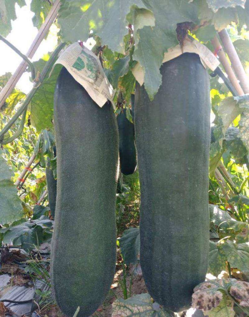 高产特大黑皮冬瓜种子批发抗病南方北方四季炮弹蔬菜种子