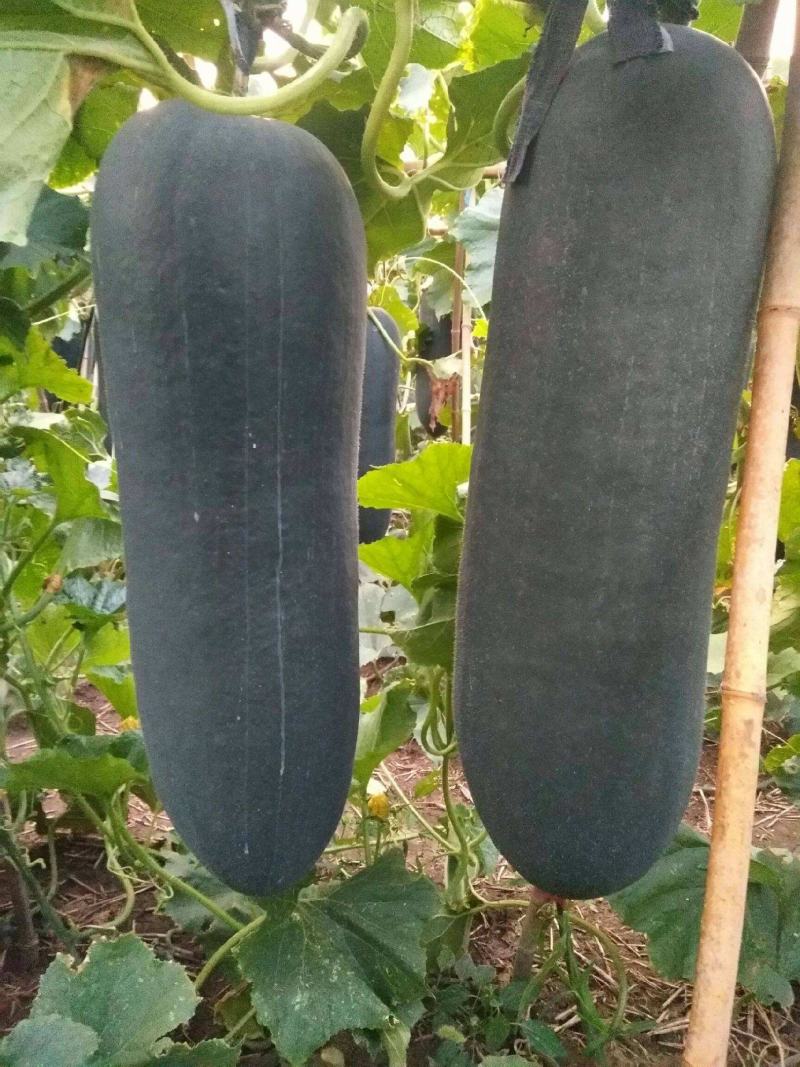 高产特大黑皮冬瓜种子批发抗病南方北方四季炮弹蔬菜种子