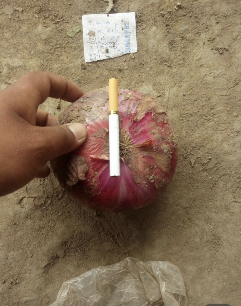 洋葱二红洋葱河南濮阳基地直发代发全国质量保证