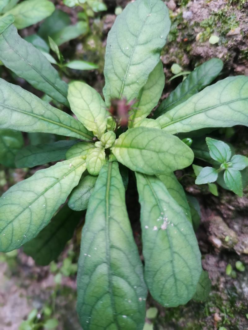 白背草种苗年底有花易种植价格高收益快种一颗变百颗