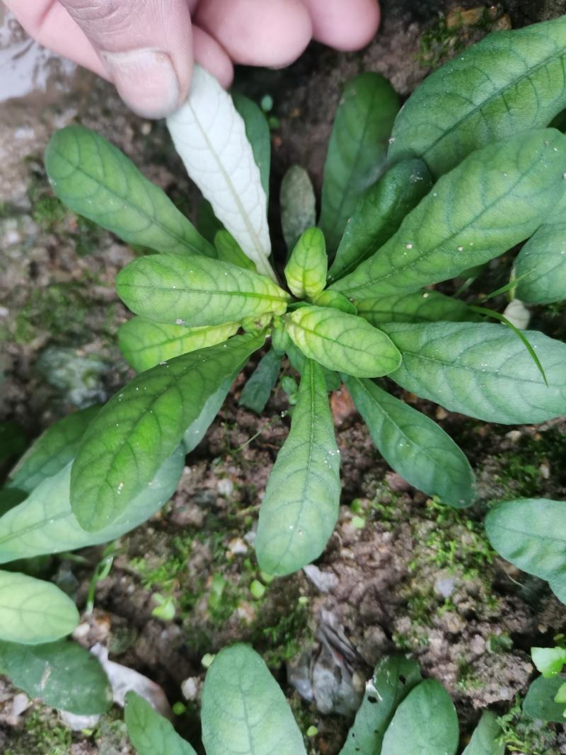 白背草种苗年底有花易种植价格高收益快种一颗变百颗