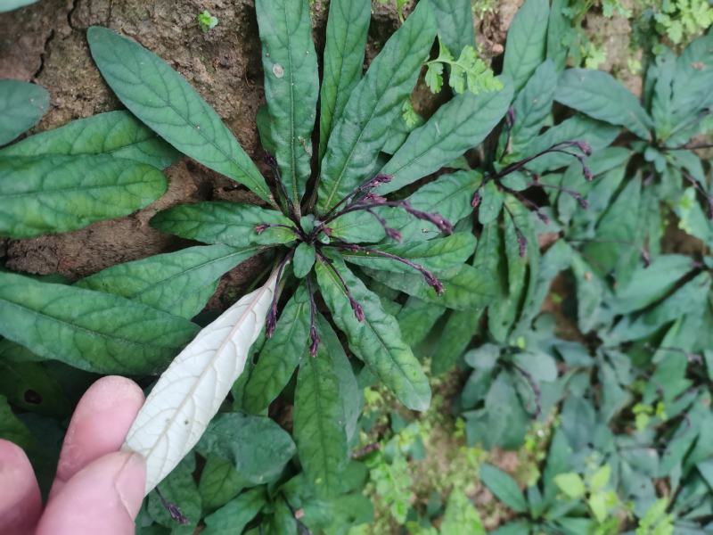 白背草种苗年底有花易种植价格高收益快种一颗变百颗