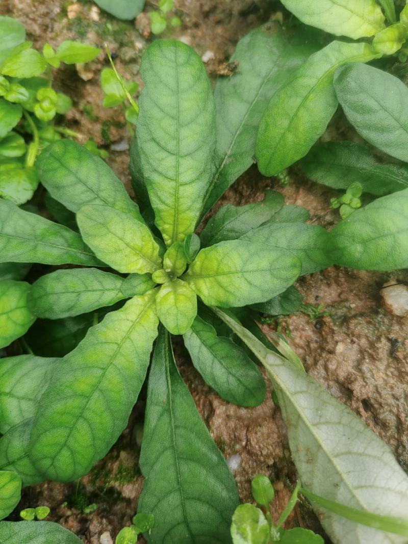 白背草种苗年底有花易种植价格高收益快种一颗变百颗