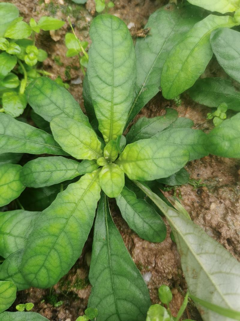 白背草种苗年底有花易种植价格高收益快种一颗变百颗