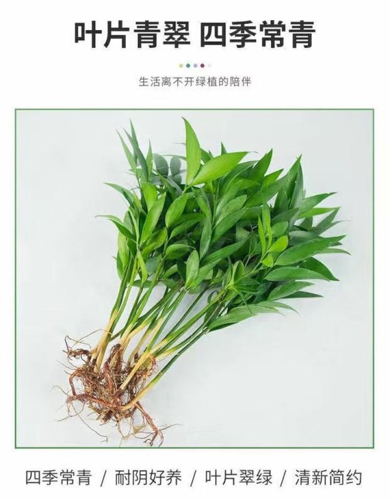 竹柏