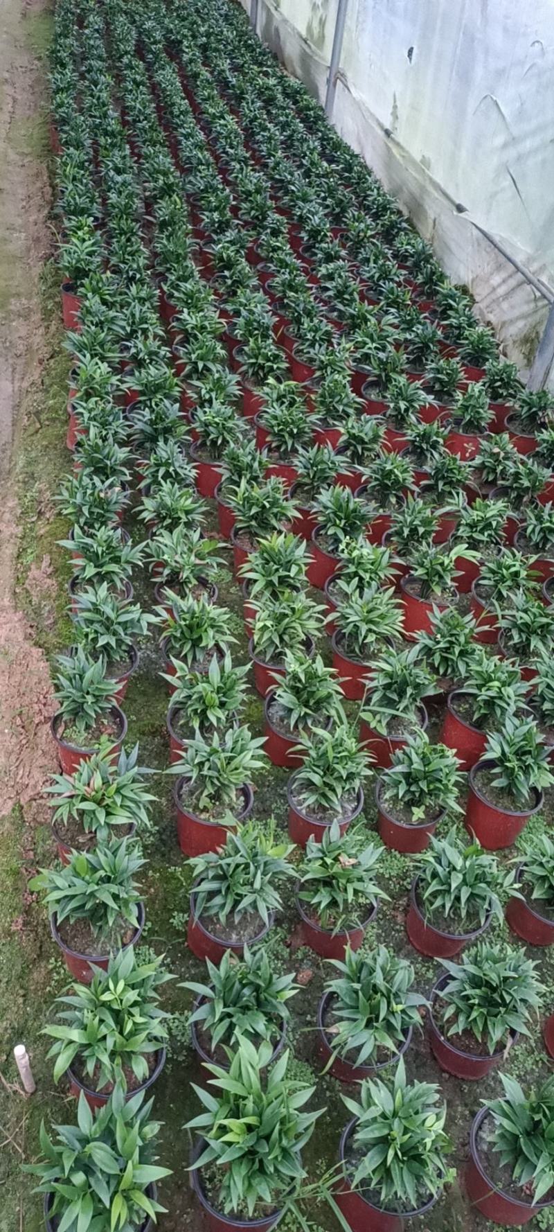 竹柏