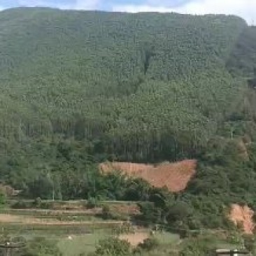 云南一万亩油桉树林带地转包15年