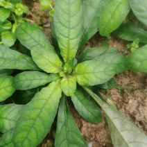 白背草种苗年底有花易种植价格高收益快种一颗变百颗