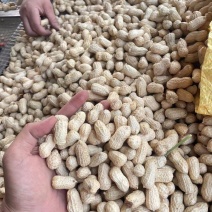 精品大白沙鲜花生，湿花生，过筛子手选果，直供超市，市场