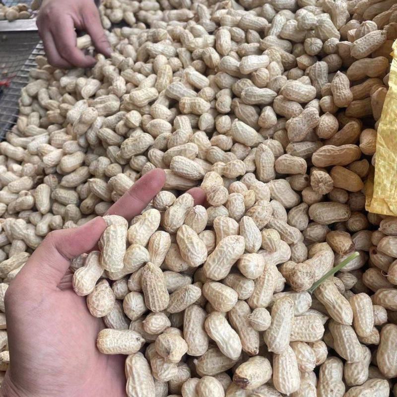 精品大白沙鲜花生，湿花生，过筛子手选果，直供超市，市场