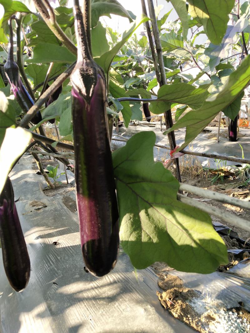 茄子长茄、烧烤茄供应（市场、超市、工厂）质量保证。