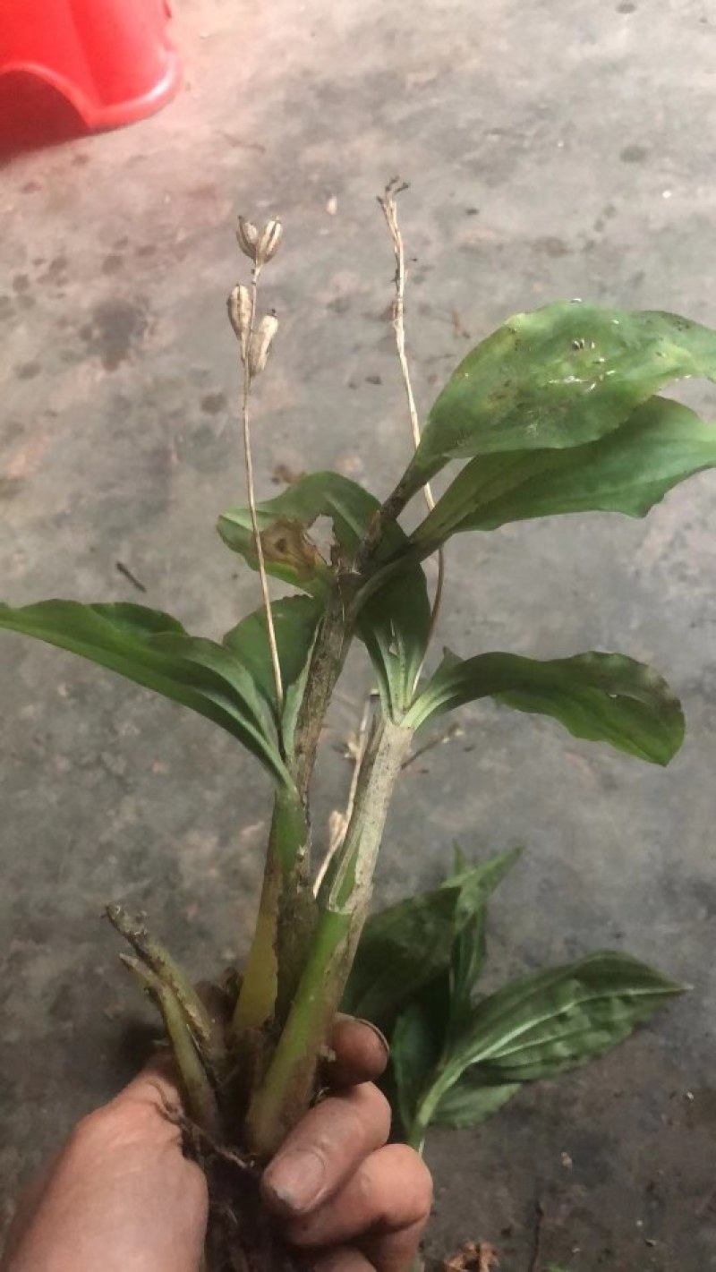 野生见血清，又名羊耳蒜，矮胖儿，鲜货，现挖现发。