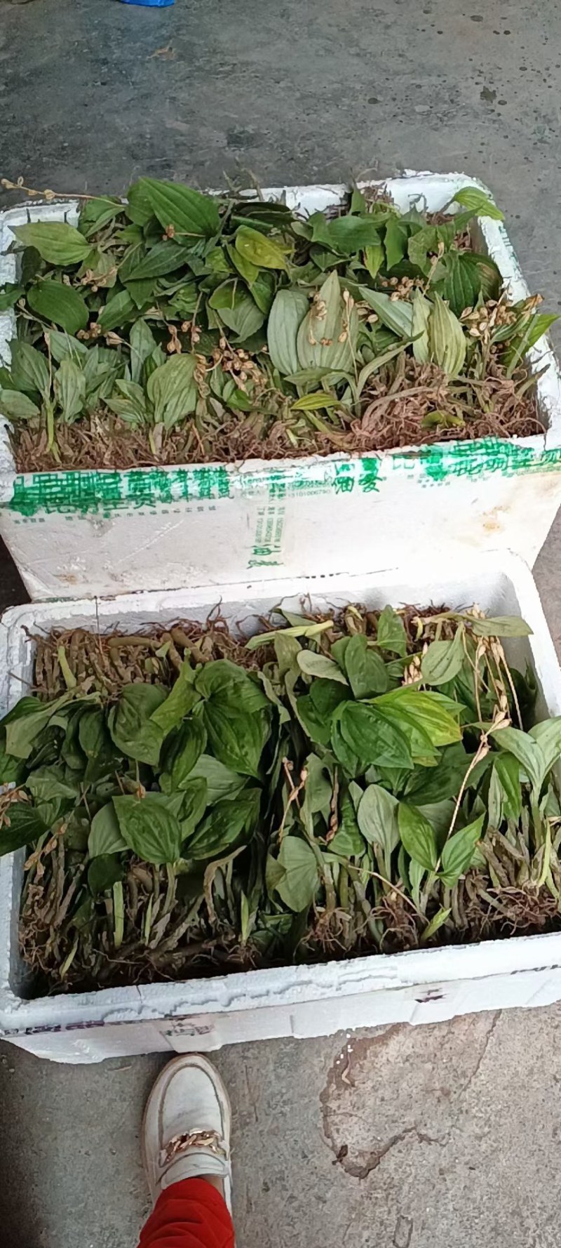 野生见血清，又名羊耳蒜，矮胖儿，鲜货，现挖现发。