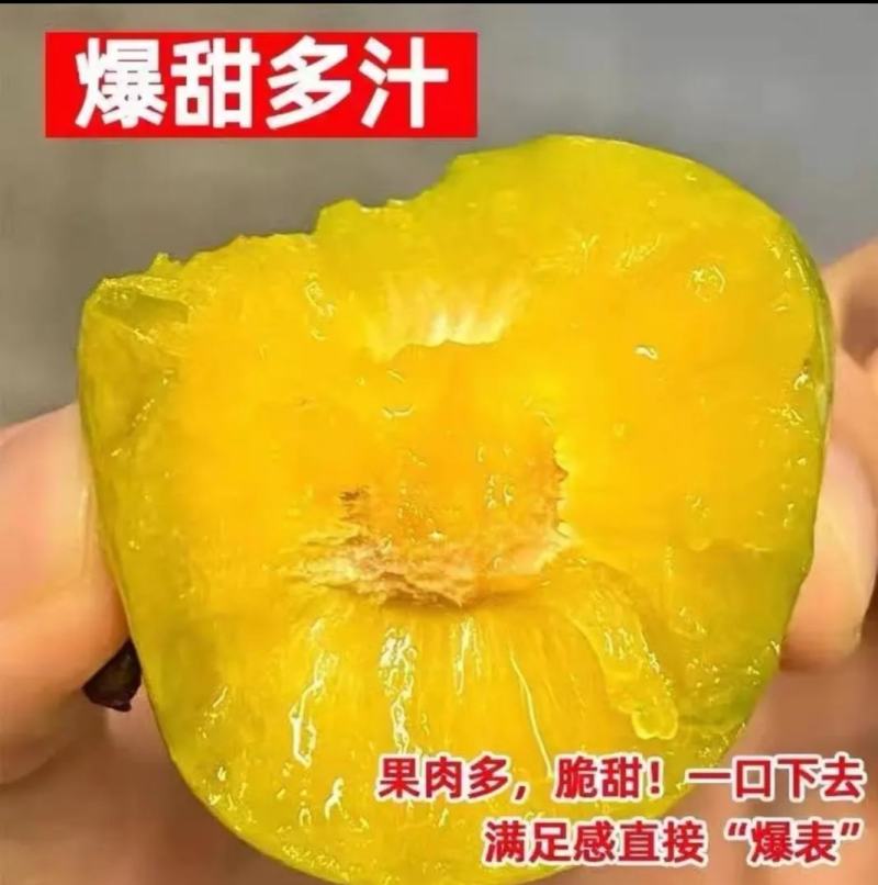 贵州省镇宁县六马蜂糖李，果子个头大，爆甜多汁，甜度19以