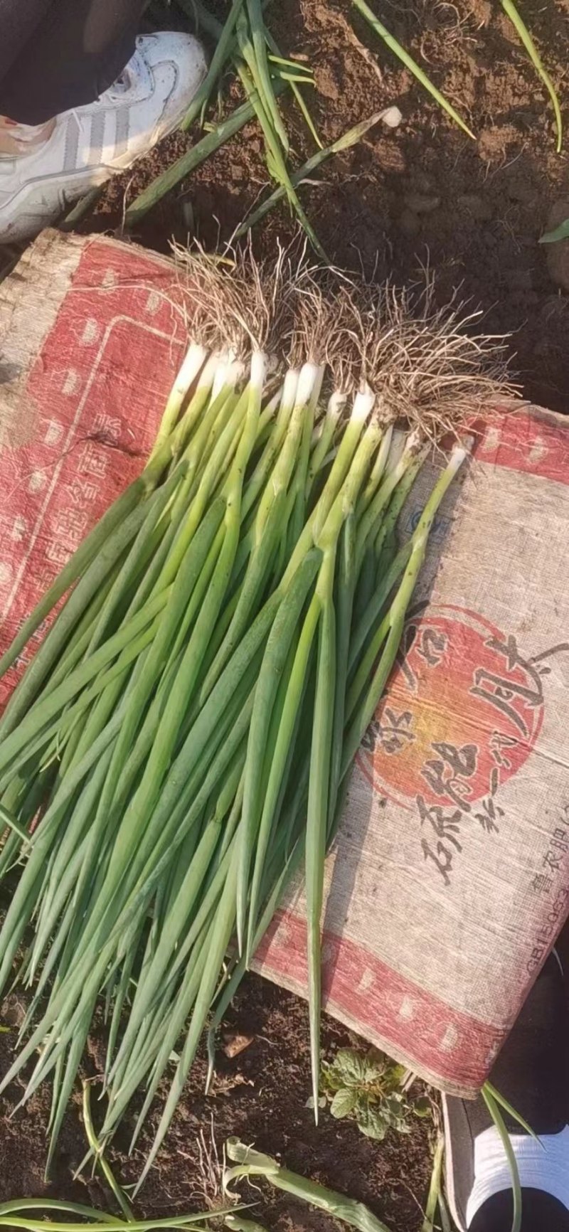 精品小葱