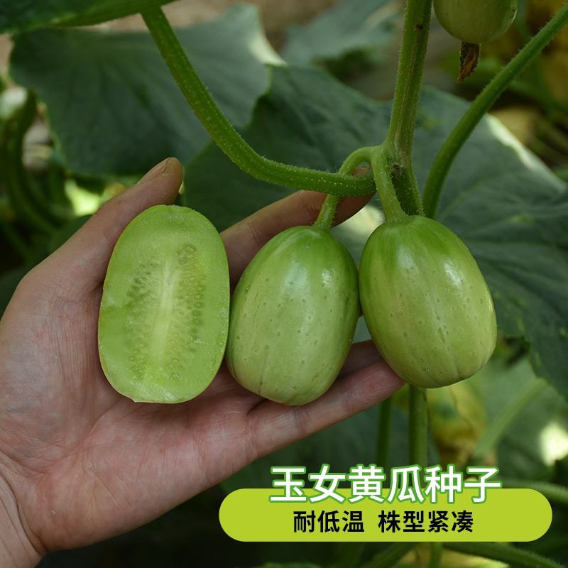 金童玉女水果黄瓜种子家庭农场四季播种大棚阳台盆栽小黄瓜种