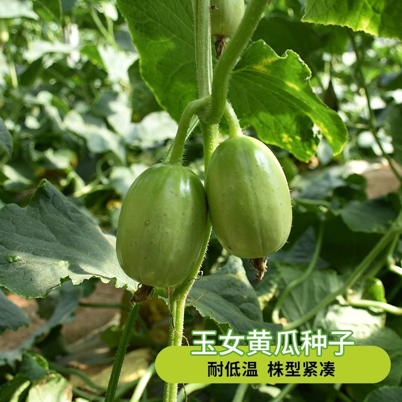 金童玉女水果黄瓜种子家庭农场四季播种大棚阳台盆栽小黄瓜种