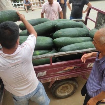 黑皮冬瓜图片真实质量保证精品山东冬瓜大量供应市场加工厂